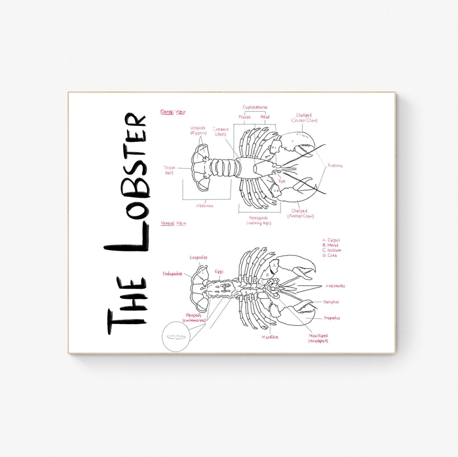 Hand-Drawn Lobster Anatomy Art Print